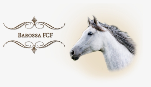 Barossafcf - Stallion, HD Png Download, Free Download