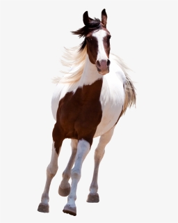 My Webpage - Png Horse, Transparent Png, Free Download