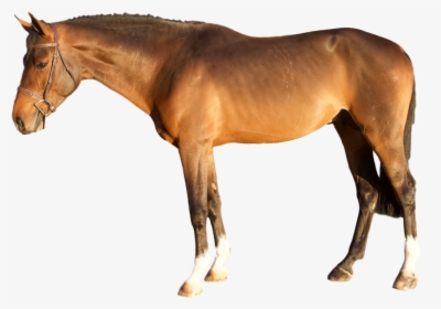 Transparent Horses Png - Sorrel, Png Download, Free Download