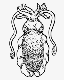 Cuttlefish, Water, Ocean, Swim, Tentacles, Swimming - Cuttlefish Draw Png, Transparent Png, Free Download