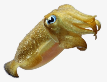 Diving In Bali - Transparent Cuttlefish, HD Png Download, Free Download