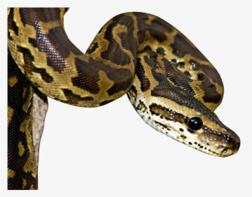 Python Vs Venomous Snake, HD Png Download, Free Download