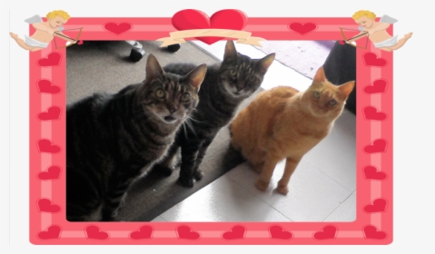 To The Loves Of My Life - Tabby Cat, HD Png Download, Free Download