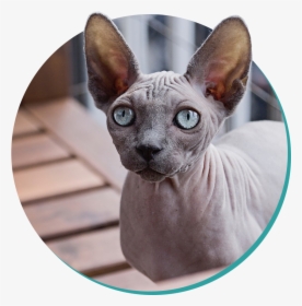 Sphynx Cat, HD Png Download, Free Download