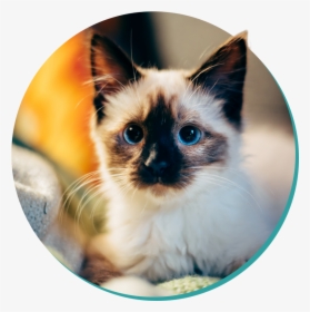 Washingtonian Cutest Cat Contest Winner, HD Png Download, Free Download