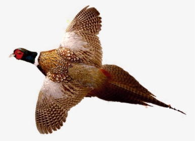 Ring-necked Pheasant Drawing Bird Hunting - Ring Neck Pheasant Flying, HD Png Download, Free Download