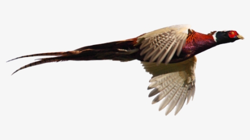 Pheasant Goose Cygnini Flight Bird - Lady Amherst Pheasant Vector, HD Png Download, Free Download