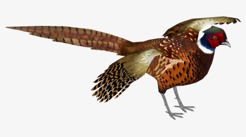 Common Pheasant 9 , Png Download - Pheasant With No Background, Transparent Png, Free Download