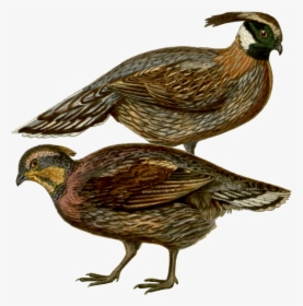 All Birds Wiki - Koklass Pheasant, HD Png Download, Free Download
