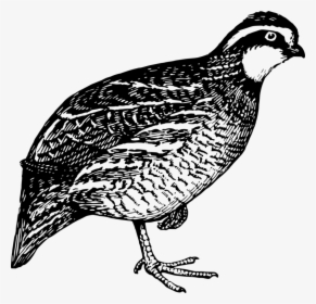 Quail,flightless Bird,pheasant - Quail Clip Art, HD Png Download, Free Download