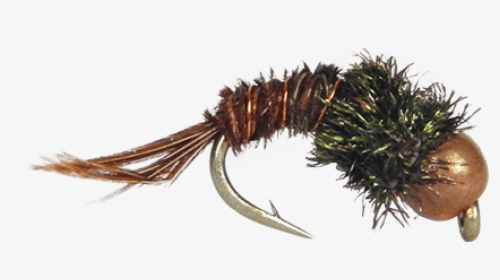 Invertebrate, HD Png Download, Free Download