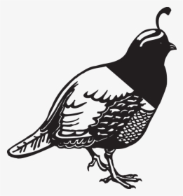 Quail Road Clipart Black And White, HD Png Download, Free Download