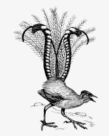 Lyre Bird, HD Png Download, Free Download