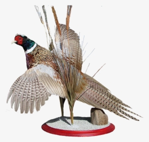 Pheasant Mount - Turkey, HD Png Download, Free Download