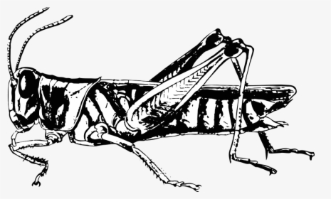 Grasshopper, Bug, Insect, Locust, Biology - Pronotum Locust, HD Png Download, Free Download