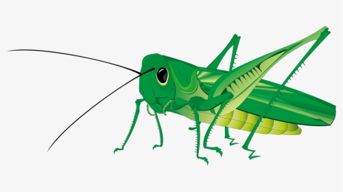 Grasshopper Transparent Background, HD Png Download, Free Download