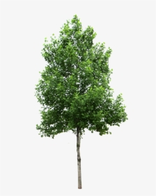 Transparent Background Tree Png, Png Download, Free Download