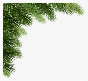 Transparent Pine Cone Clip Art - Branch Christmas Tree Png, Png Download, Free Download