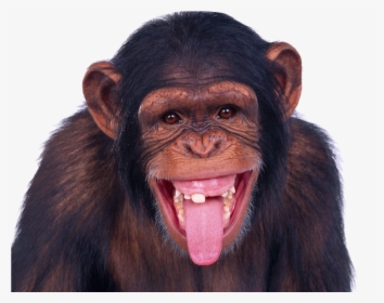 Monkey Png Image - Monkey Transparent, Png Download, Free Download