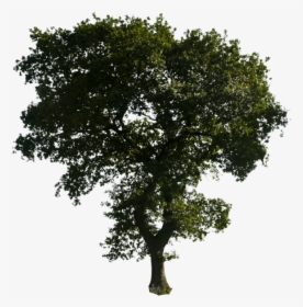 Transparent Photoshop Clipart - Tree Or Photoshop, HD Png Download, Free Download