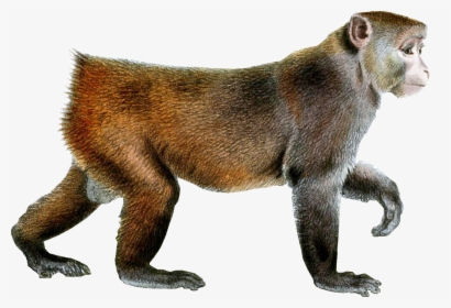 Monkey Png - Macaque Png, Transparent Png, Free Download