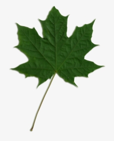 Transparent Green Maple Leaf, HD Png Download, Free Download