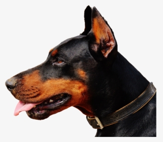 Doberman Png Image - Short Essay On Dog In English, Transparent Png, Free Download