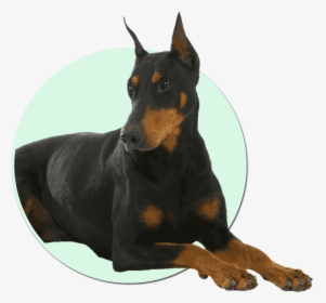 Transparent Doberman Png - Dogs With Worms Symtoms, Png Download, Free Download