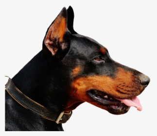 Doberman, Dog, Animal World, Animal, Hundeportrait, - Doberman Ear Crop Styles, HD Png Download, Free Download