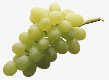 Isolated White Grape - Grapes Png, Transparent Png, Free Download
