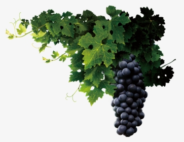 Transparent Grape Vine Border Png - Transparent Grape Vine Png, Png Download, Free Download