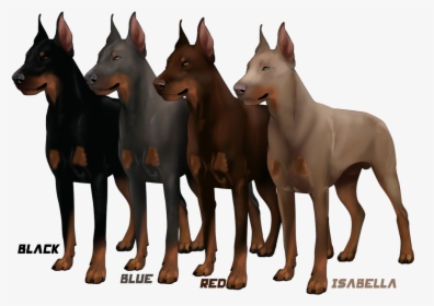 Different Color Of Doberman, HD Png Download, Free Download