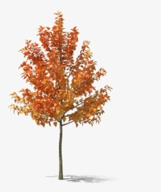Fall Tree Png Hd - Plane-tree Family, Transparent Png, Free Download