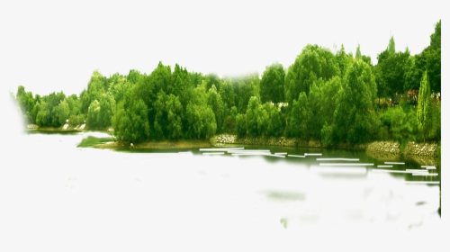 Forest Png Hd - Transparent Background Forest Png, Png Download, Free Download