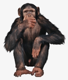 Monkey Png Free Image Download - Monkey Png, Transparent Png, Free Download
