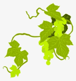 Transparent Grape Vine Png, Png Download, Free Download