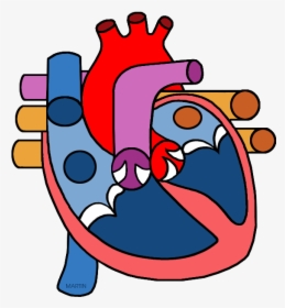 Science Clip Art By Phillip Martin - Heart Circulatory System Clipart, HD Png Download, Free Download