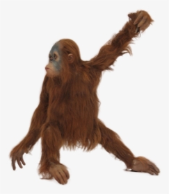 Real Monkey Png - Orangutan With No Background, Transparent Png, Free Download