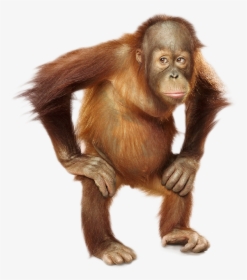 Orangutan Png, Transparent Png, Free Download