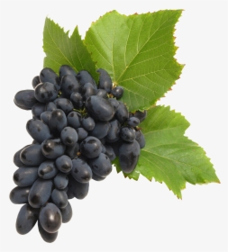 Grapes Tree Png - Transparent Background Grapes Png, Png Download, Free Download