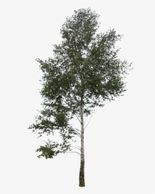 Birch Branch Png, Transparent Png, Free Download