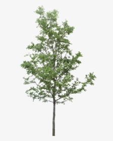 Tree Png Clipart - Tree Png, Transparent Png, Free Download