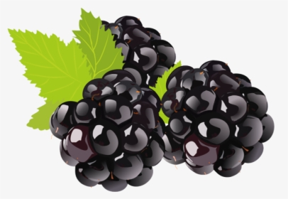 Black Grapes Png - Black Berry Clipart Png, Transparent Png, Free Download