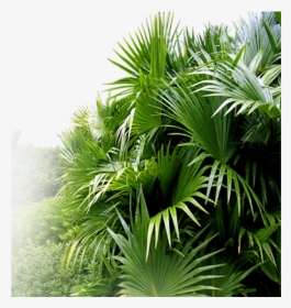 Palm Tree Garden Psd, Hd Png Download - Garden Png Hd, Transparent Png, Free Download