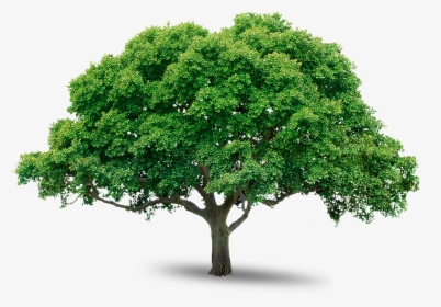 Tree Icon Download - Mango Tree Transparent Background, HD Png Download, Free Download