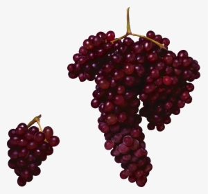Wine Grapes Png, Transparent Png, Free Download