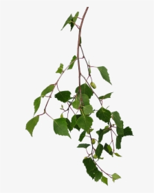 Birch Branch Png, Transparent Png, Free Download