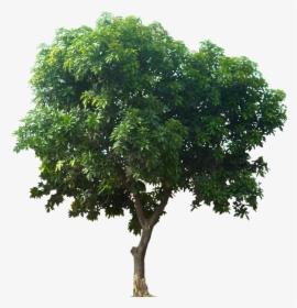 Strong Tree Png - Tree For Architectural Rendering, Transparent Png, Free Download