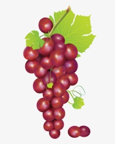 Red Grapes Png - Grape Clipart, Transparent Png, Free Download