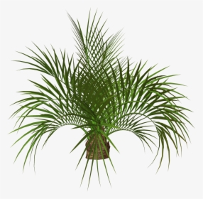 Palm Tree Clip Art, HD Png Download, Free Download